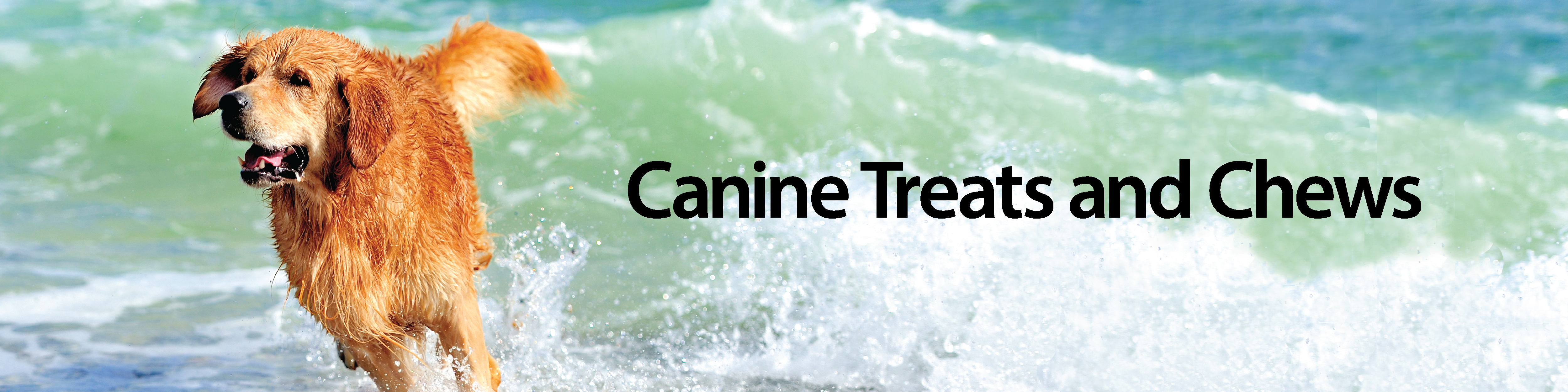 Canine Treats and Chews title with a golden retriever playing in the surf.